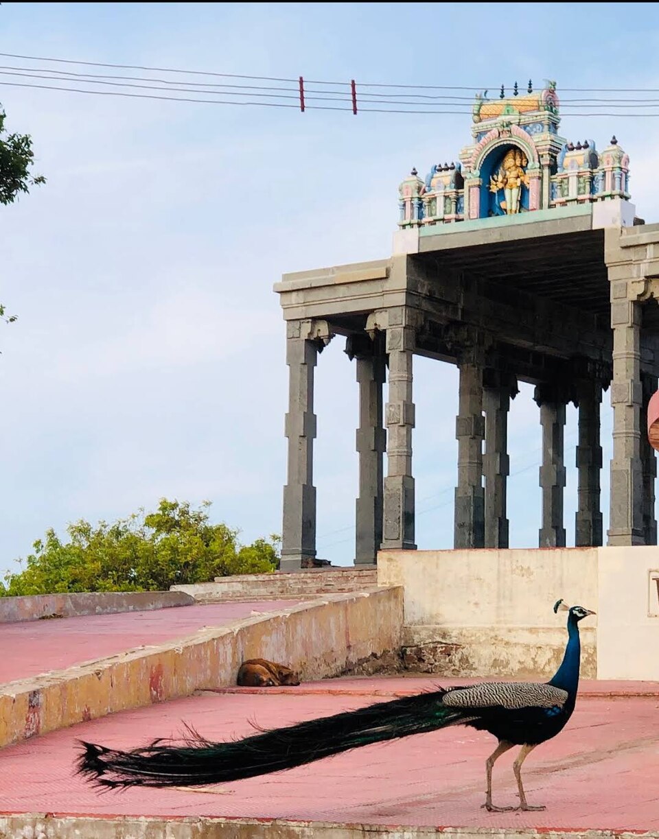 A peacock, the mount of Lord Murugan, in the Tiruchendur temple premises